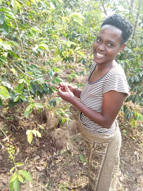 Farmer harvesting ripe coffee cherries