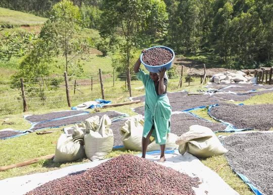 Coffee work in the highland hills of Kanungu