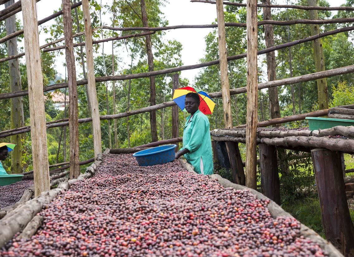 Western Uganda processing