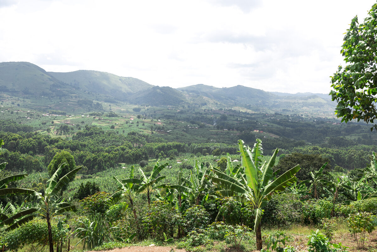 Green highland hills and banana plantations near Kisoro and the Virunga range, Uganda