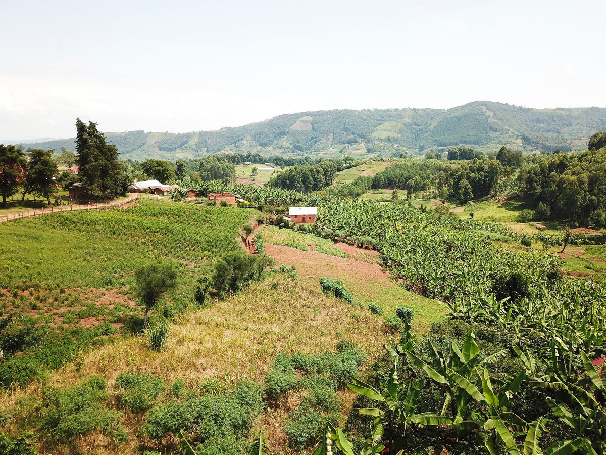 Terraced highland farms and distant hills in the Mount Elgon region near Mbale, Uganda